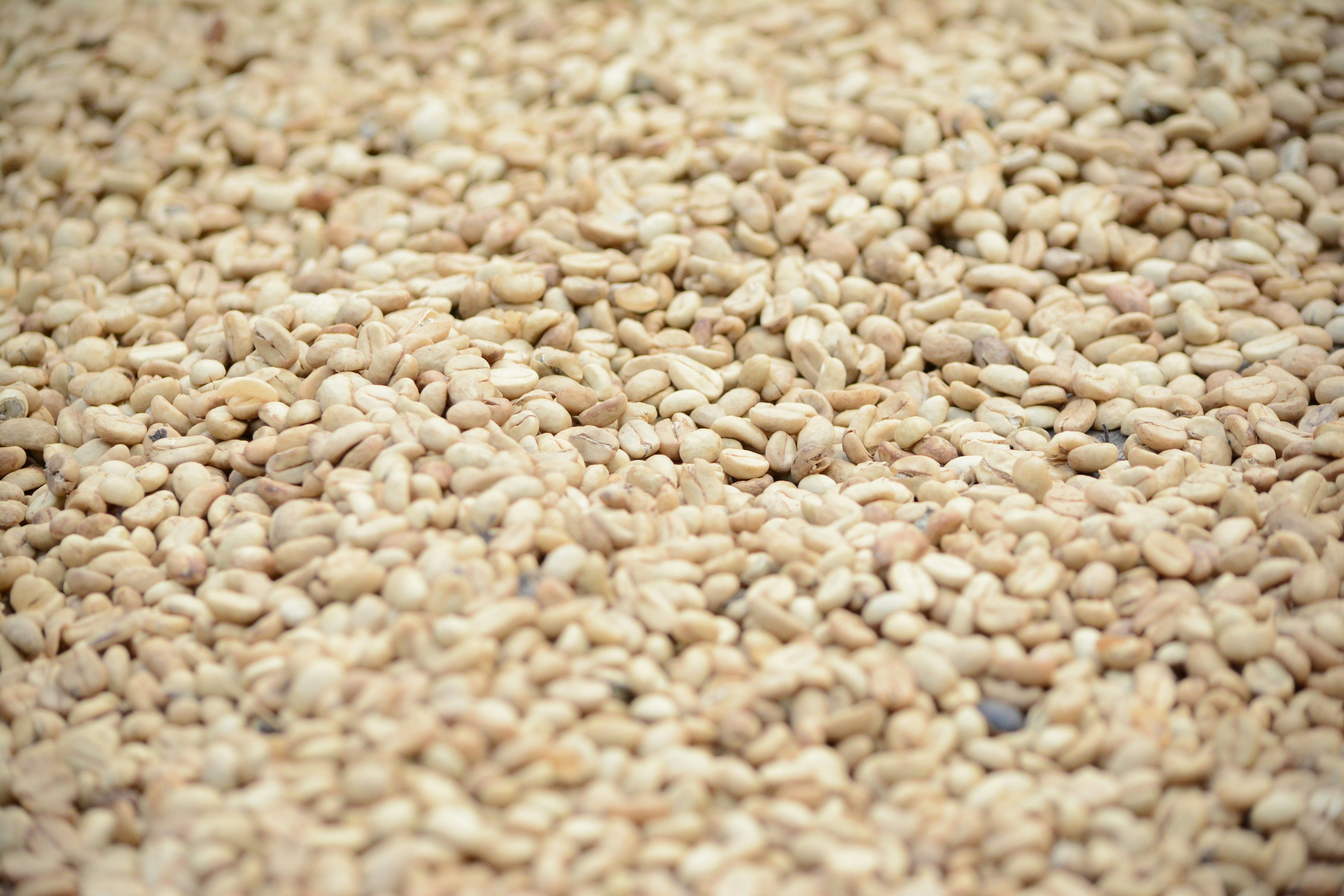White Sesame Seeds